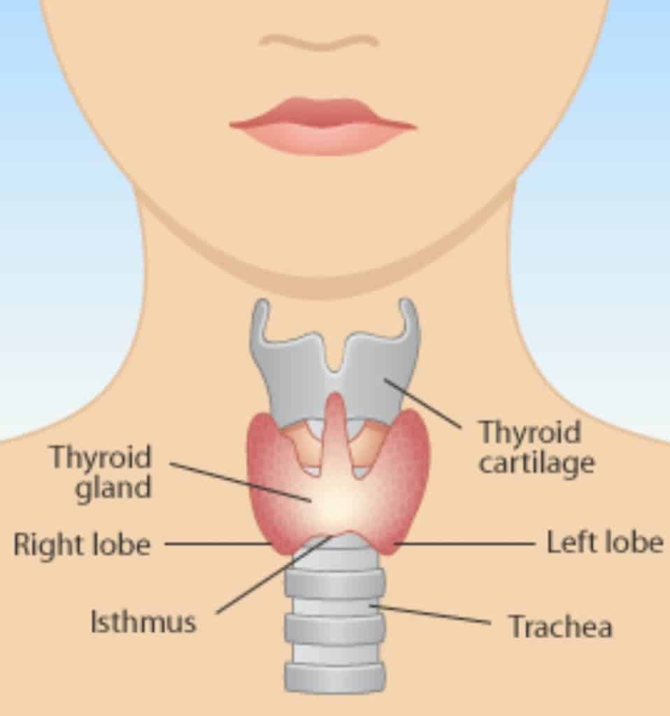 All about the Thyroid: Hypothyroid
