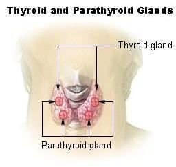 Effects of Thyroidectomy on Voice