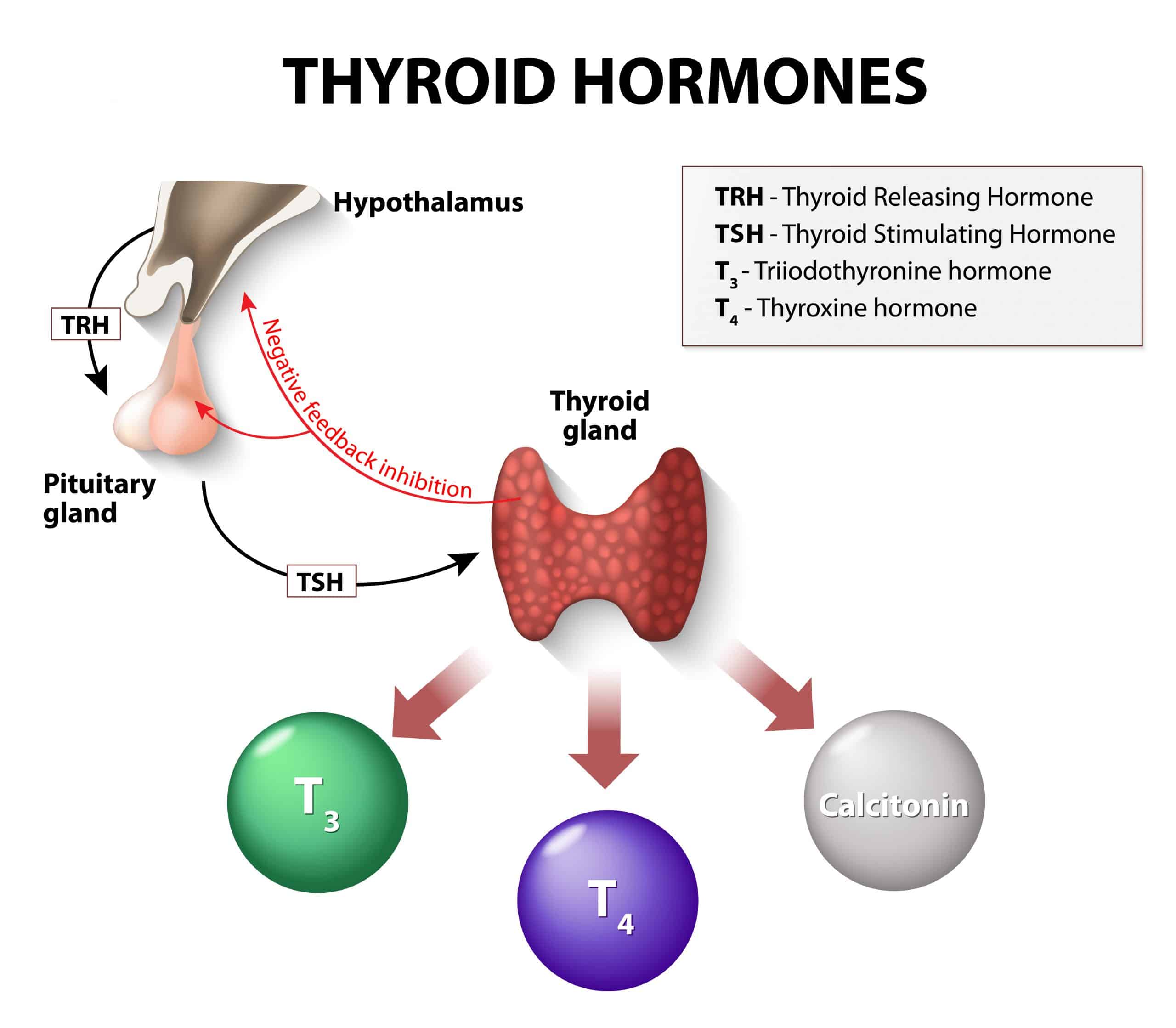 How Thyroid Hormones Interact