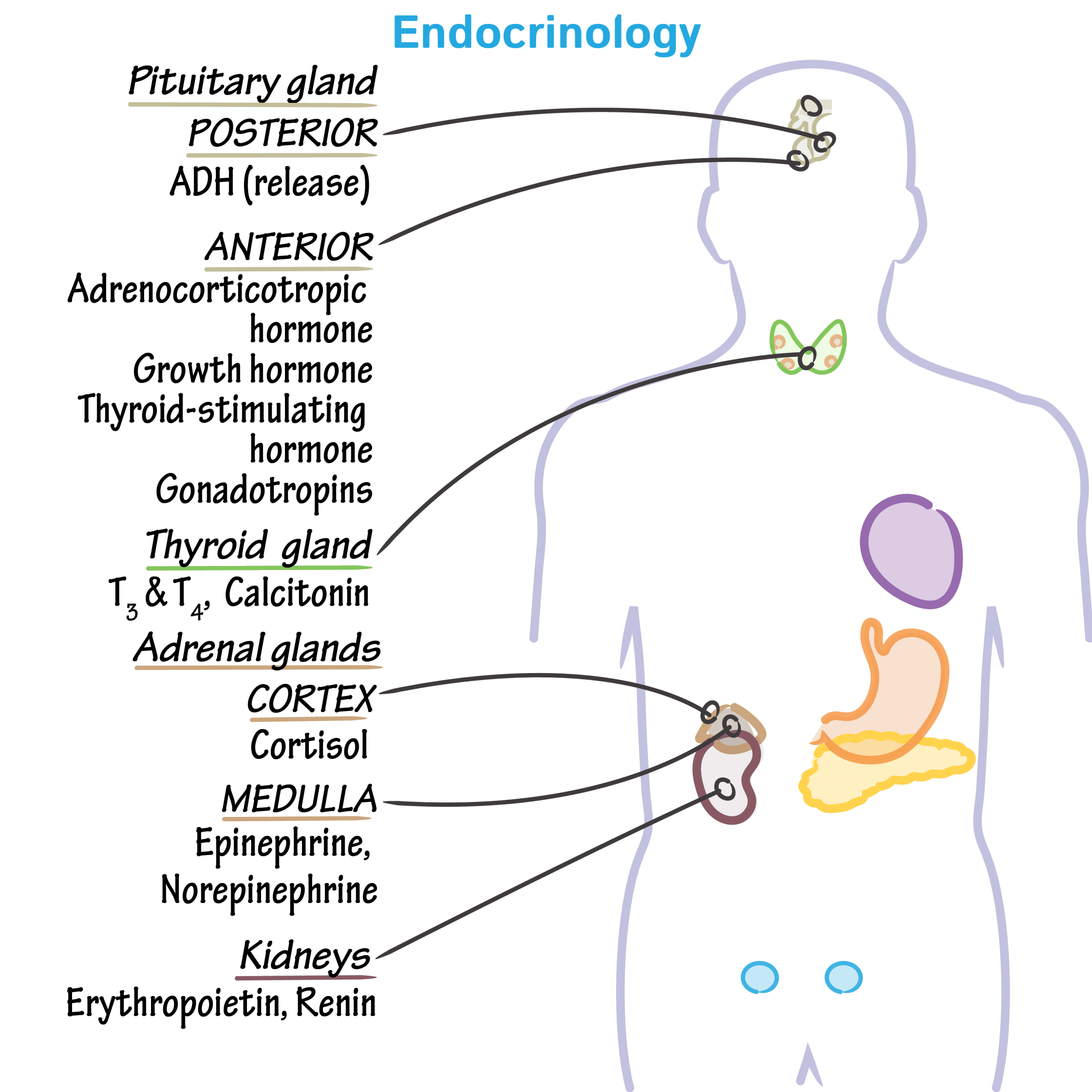 Physiology Glossary Endocrine System Overview Draw It To Know It