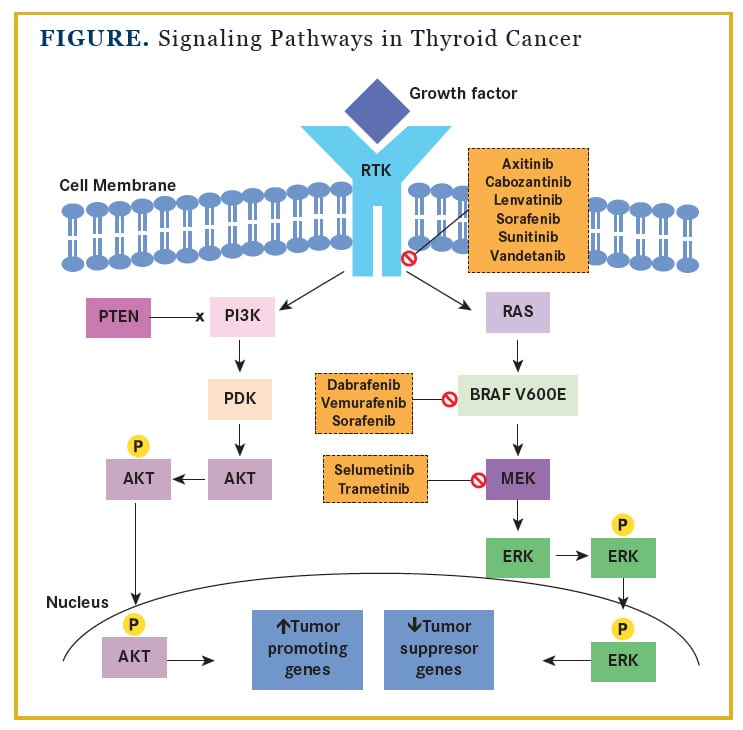 Thyroid Cancer Molecular Pathogenesis Tyrosine Kinase Inhibitors and ...