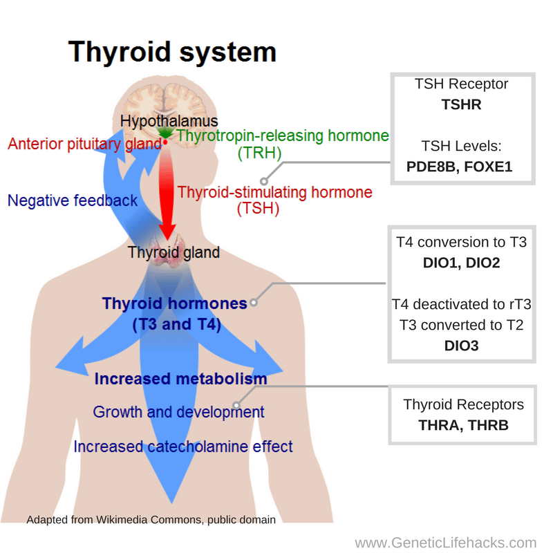 Thyroid Hormone Levels and Your Genes  Genetic Lifehacks